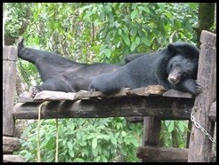 Laos, Luang Parbang, Kuang Si Falls, 5 August 2012 (29)