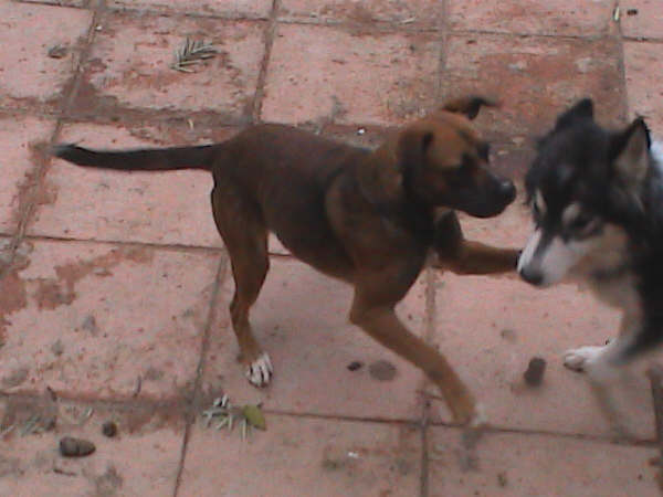 Perritos