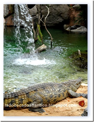 Imagem do habitat dos crocodilos no Bioparc de Fuengirola, próximo a Málaga, Espanha