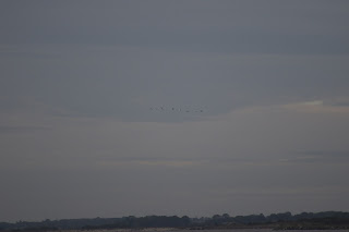 Whooper Swans