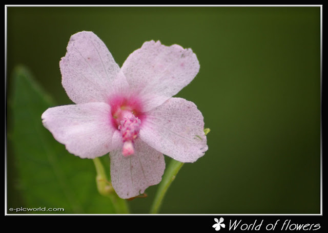 flower picture