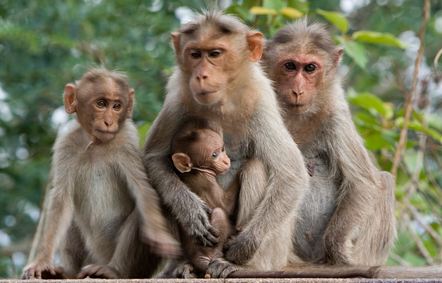  Gambar  Monyet Lengkap Gambar  Foto