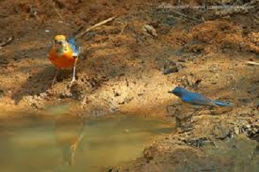 cara merawat burung,harga anis merah jantan dan betina,bakalan,