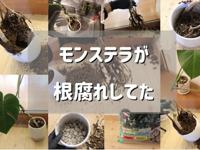 最高のコレクション モンステラ 根っこ 伸びすぎ 142516-モンステラ 根っこ 伸びすぎ