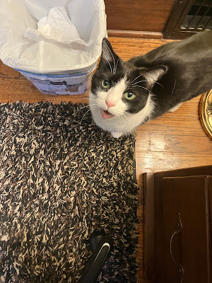 black and white cat meowing