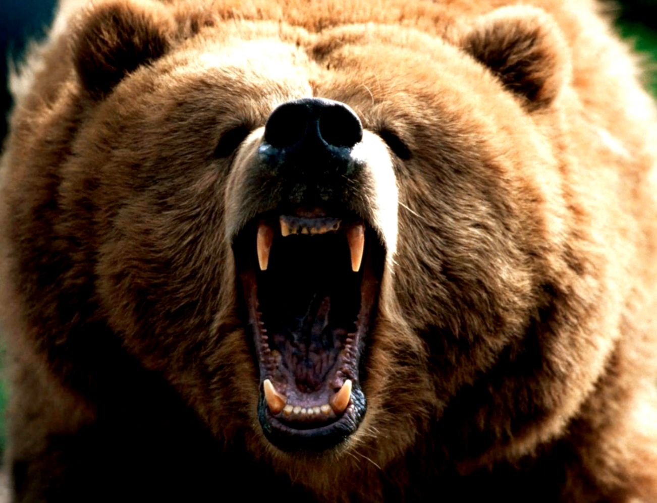 Angry Brown Bear