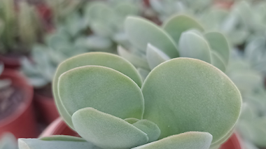 Crassula Cotyledonis