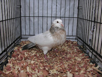 Bohemian Pouter Pigeon