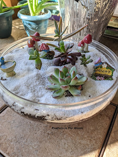 tutorial to plant a small indoor succulent bowl