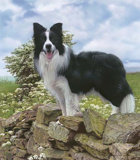 border collie dog puppy puppies breed animal wallpaper scotch sheep dog