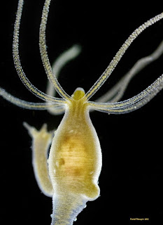 Hydra sp.