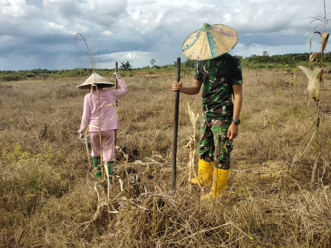 Ditengah Kesibukan Anggota Satgas TMMD Bantu Warga Tanam Jagung