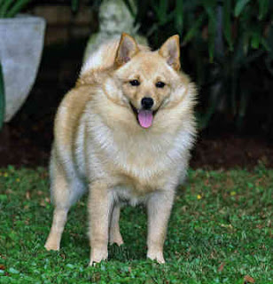 schipperke dog breed puppy pets hound picture