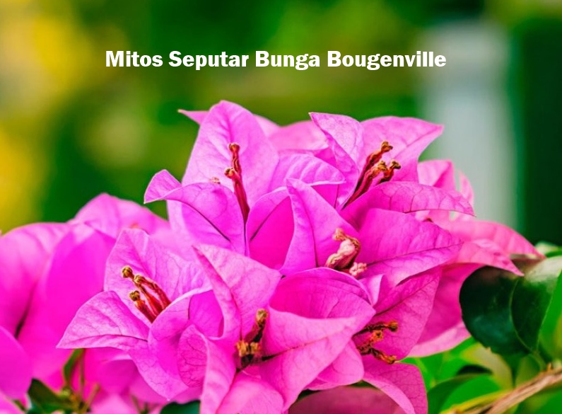  Mitos  Seputar Bunga  Bougenville 