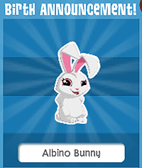Albino Bunny Birth Announcement