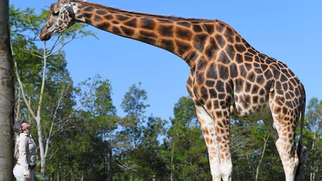 Giraffe at Australia Zoo, Beerwah, sets Guinness World Record as world's tallest