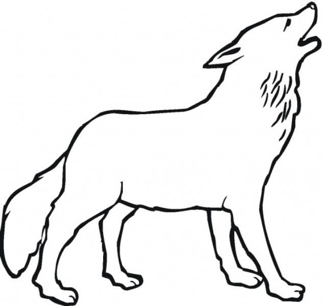 Belajar mewarnai gambar binatang serigala untuk anak