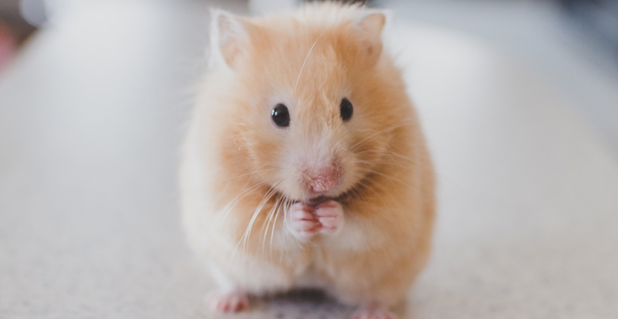 Ciri ciri Jenis  Hamster dalam  Bahasa  Inggris  dan Artinya 