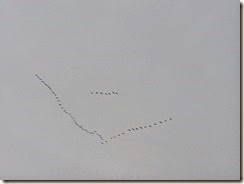 IMG_2278