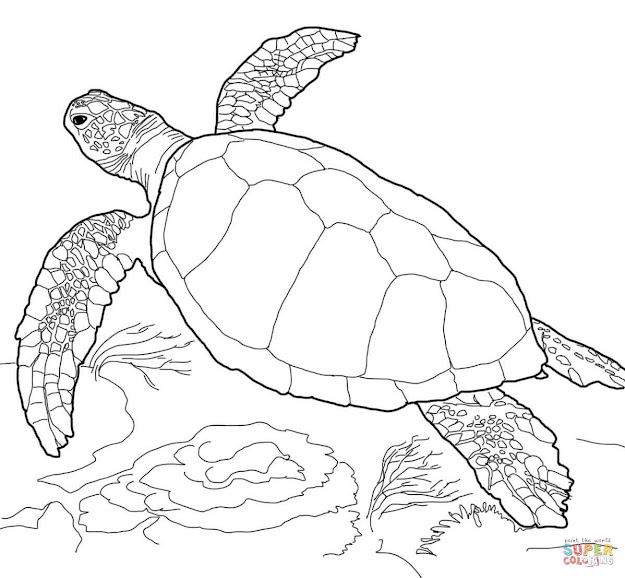 Loggerhead Sea Turtle