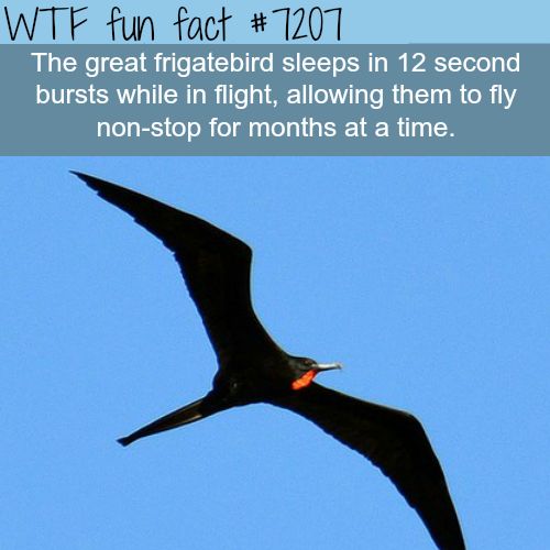 Interesting WTF Fun Facts That You Probably Didn't Know