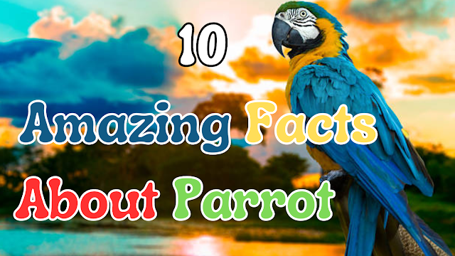 10 Amazing Facts About Parrot