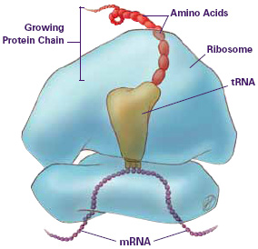 Mempelajari Organel sel  Struktur ribosom 
