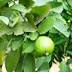 Aja Nggragas