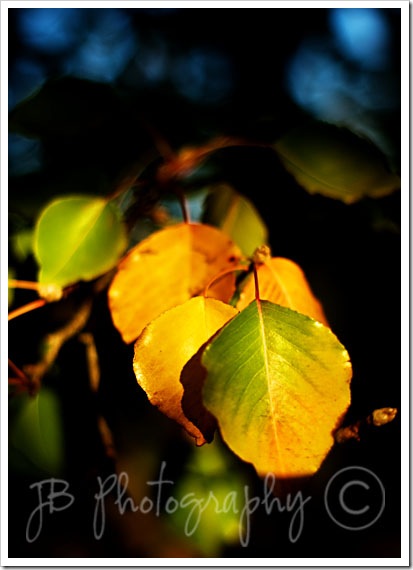 SONY DSC