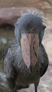 shoebill stork beak