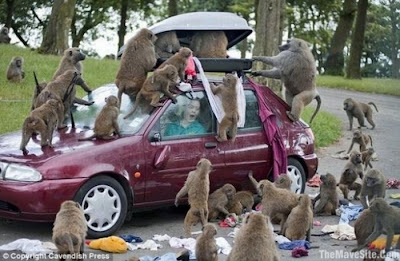 Car Is The Best Target When Animals Gone Wild Seen On  www.coolpicturegallery.us