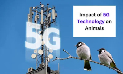 Impact of 5G Technology on Animals