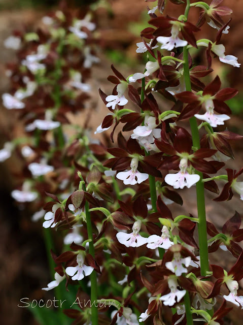 Calanthe discolor