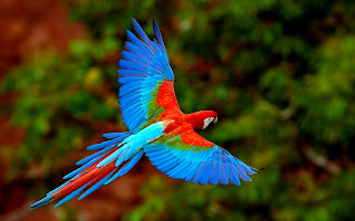 Parrot Colors