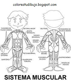 Dibujo de SISTEMA MUSCULAR para colorear  y pintar💪🏻