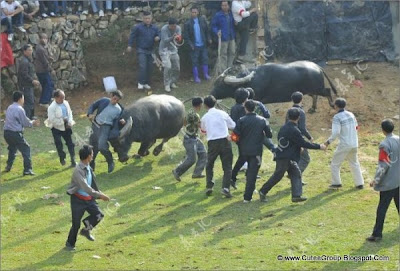 Bullfights in China