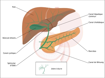 voies biliaires anatomie infirmier