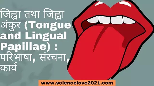 जीभ तथा जीभ अंकुर (Tongue):परिभाषा, संरचना, कार्य|hindi