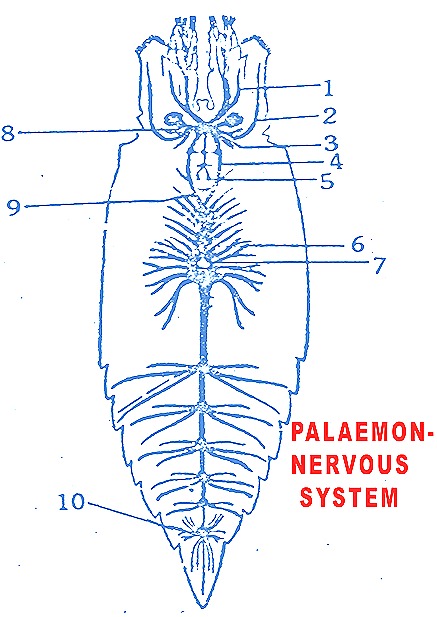 Palaemon-nervous system-prawn