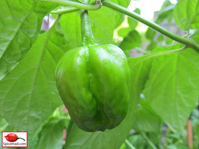 Papa Joe's Scotch Bonnet - 21st August 2022