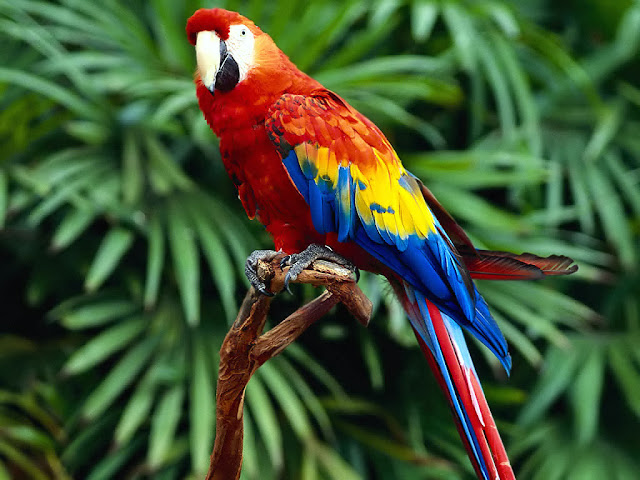 Beautiful Parrots Wallpapers