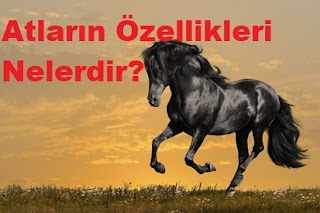 Atların Özellikleri Nelerdir?