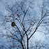 once upon a tree