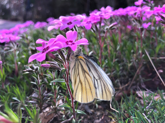 Flowers, butterflies like petals.