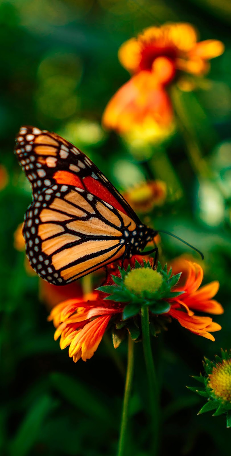 Beautiful monarch butterfly