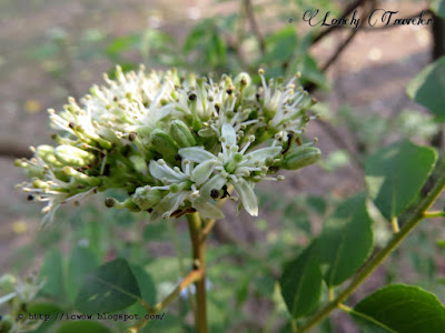 Curry leaf plant - Murraya koenigii