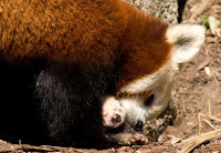 Red Panda Born at National Zoo. First in 15 Years!