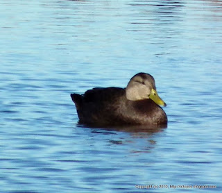 Black Ducks, 11/13/10, Salt Pannes Parker River NWR