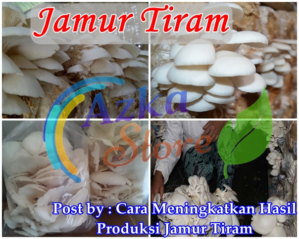 Cara Meningkatkan Hasil Produksi Jamur Tiram