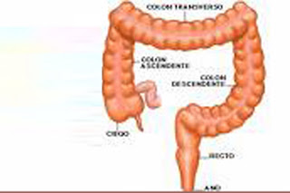  imagen de un colon